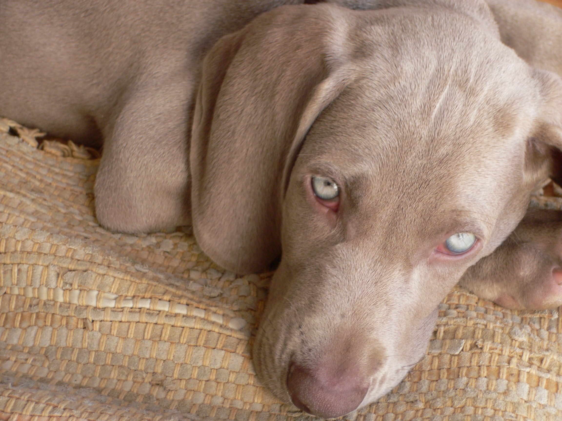 강아지 시력 청력 관련 사진