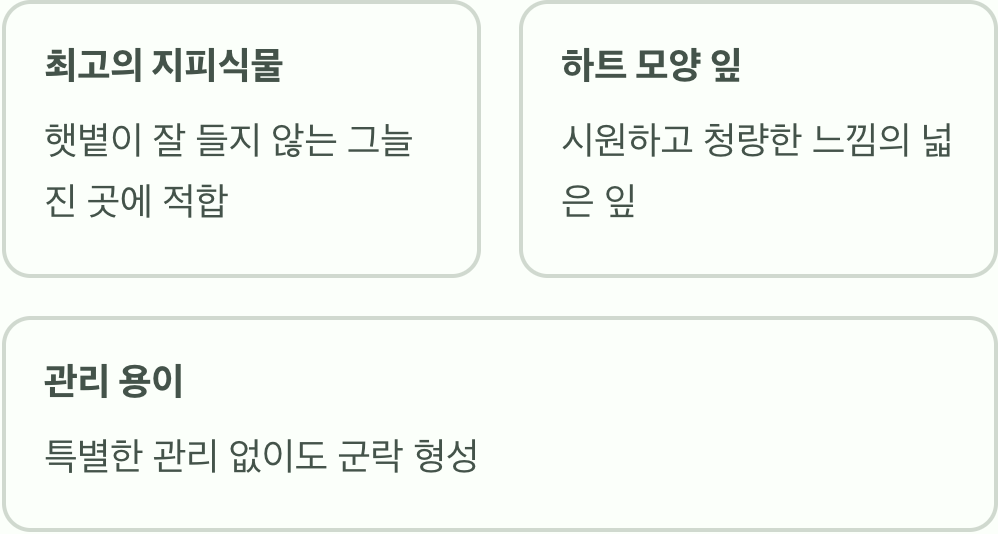 그늘 정원의 숨은 보석, 관상용 식물로서의 가치