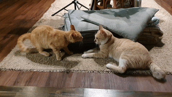 호랑이 주택 고양이