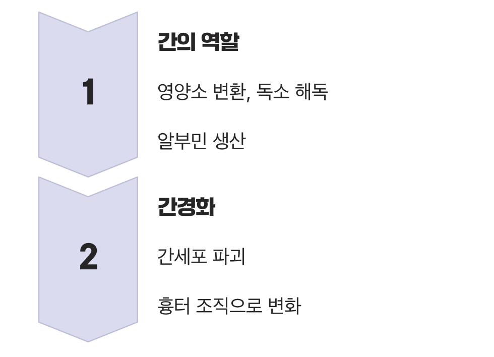 우리 몸의 화학 공장, 간의 역할