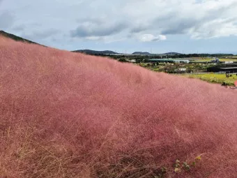 평택 바람새마을 핑크뮬리 가을 여행 인생샷 명소 추천으로 안내_18