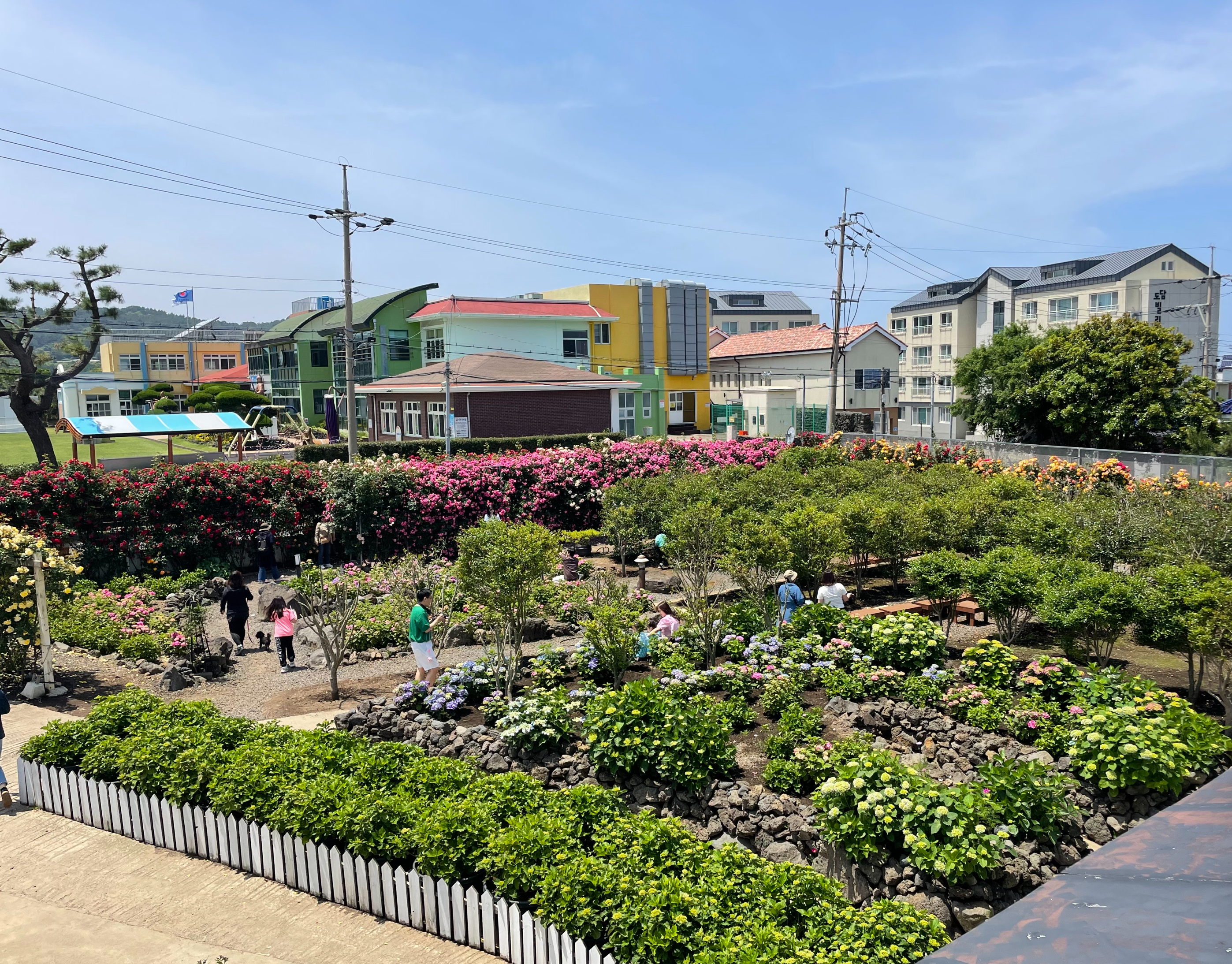 제주_수국