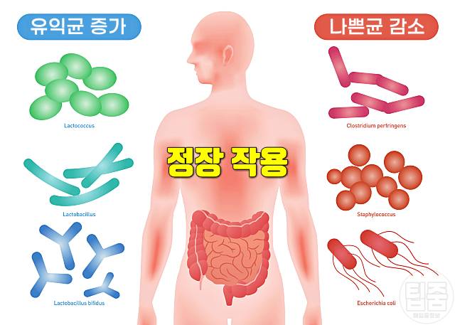 죽순 효능 죽순부작용 죽순영양성분 올리고당 장정작용