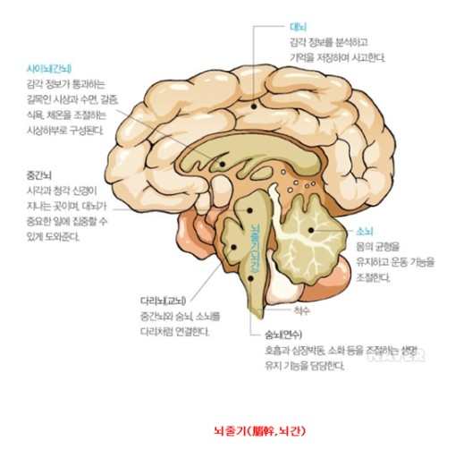 뇌줄기