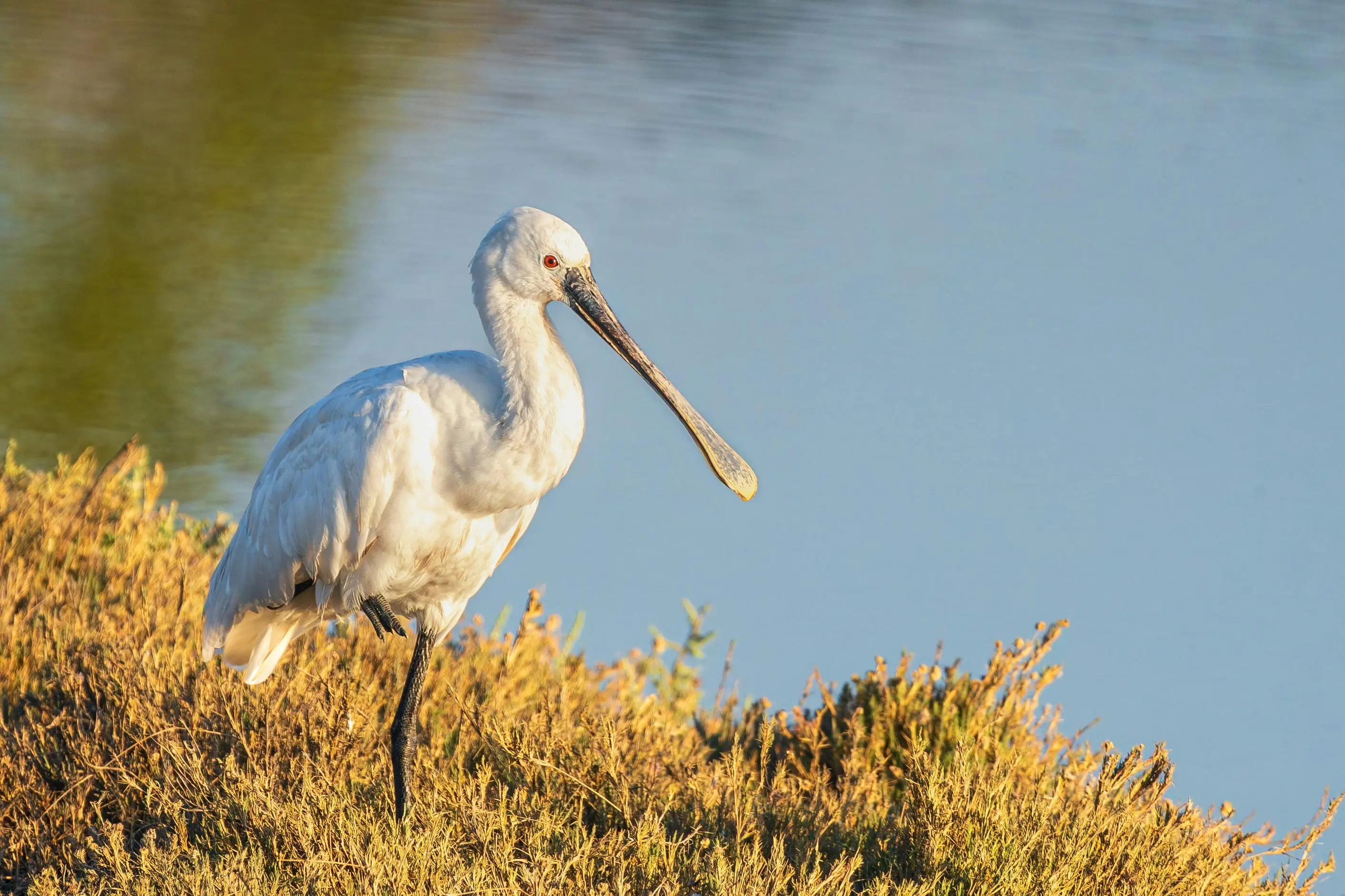 서 있는 저어새의 모습