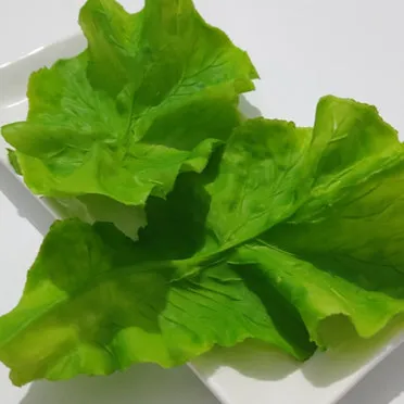 상추 물주는 시기 및 주의사항과 재배 노하우 정리_8