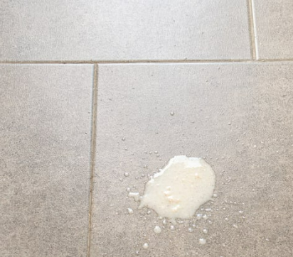 강아지가 갑자기 토했어요 괜찮을까요? 구토 원인과 소화불량 대처법