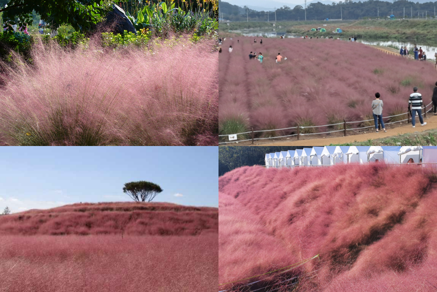 핑크뮬리 개화시기