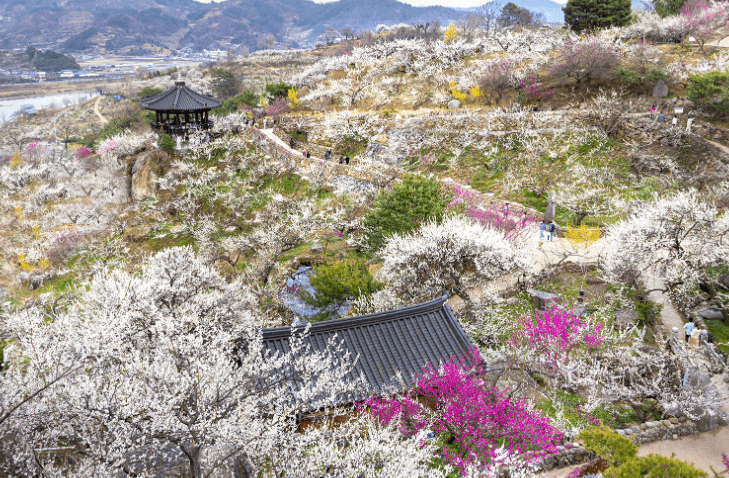 3월여행지추천&amp;#44; 가볼만한곳&amp;#44; 봄꽃여행