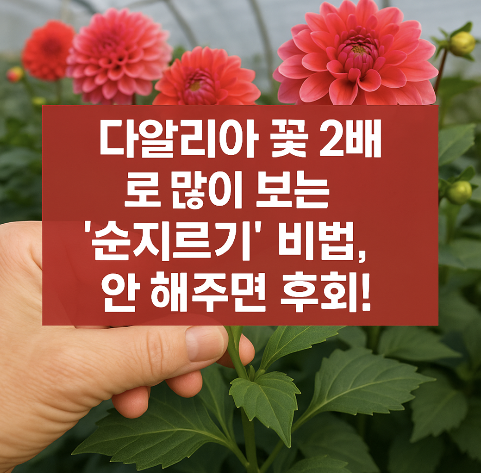 다알리아 꽃 2배로 많이 보는 '순지르기' 비법, 안 해주면 후회!