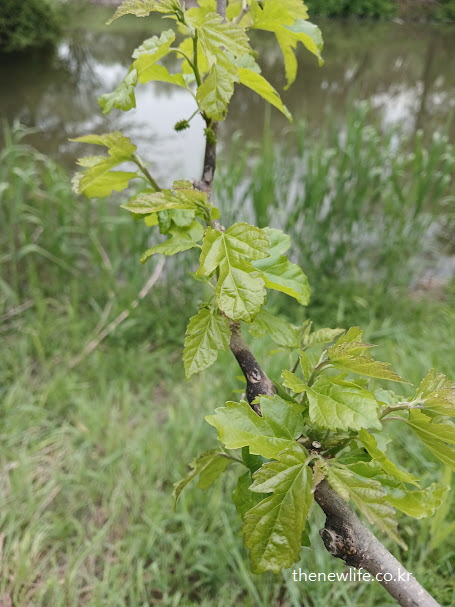 자연 속에서 자란 생 뽕잎 – 혈당 조절과 간 건강에 좋은 뽕잎차 효능을 상징하는 실사 이미지
