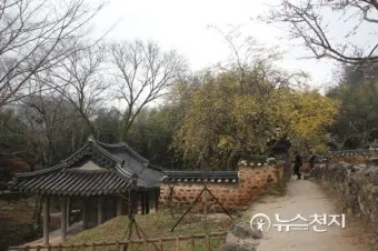 소쇄원 봄 앵두나무꽃 산수유 해당화 개화_21