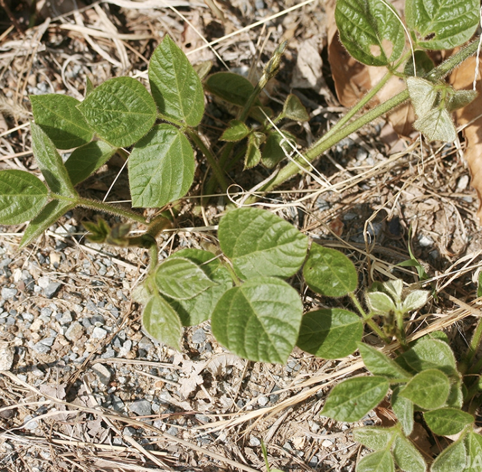 칡 효능 부작용