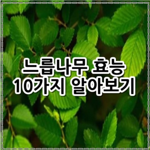 느릅나무껍질 효능 10가지, 부작용 알아보기