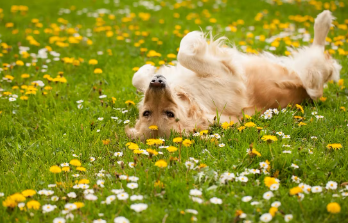 개가 몸을 바닥에 비비는 이유