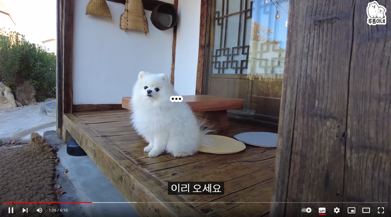 듬직한 장녀견 루디