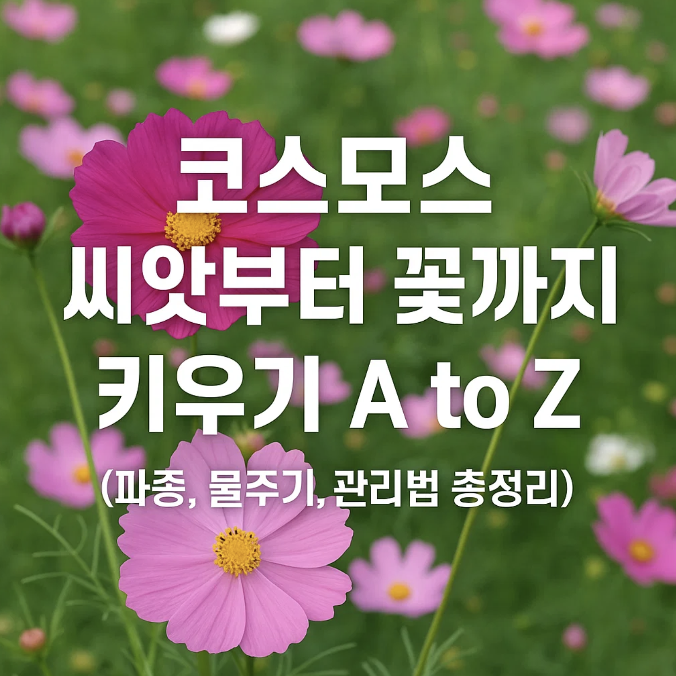 코스모스 씨앗부터 꽃까지 키우기 A to Z (파종, 물주기, 관리법 총정리)