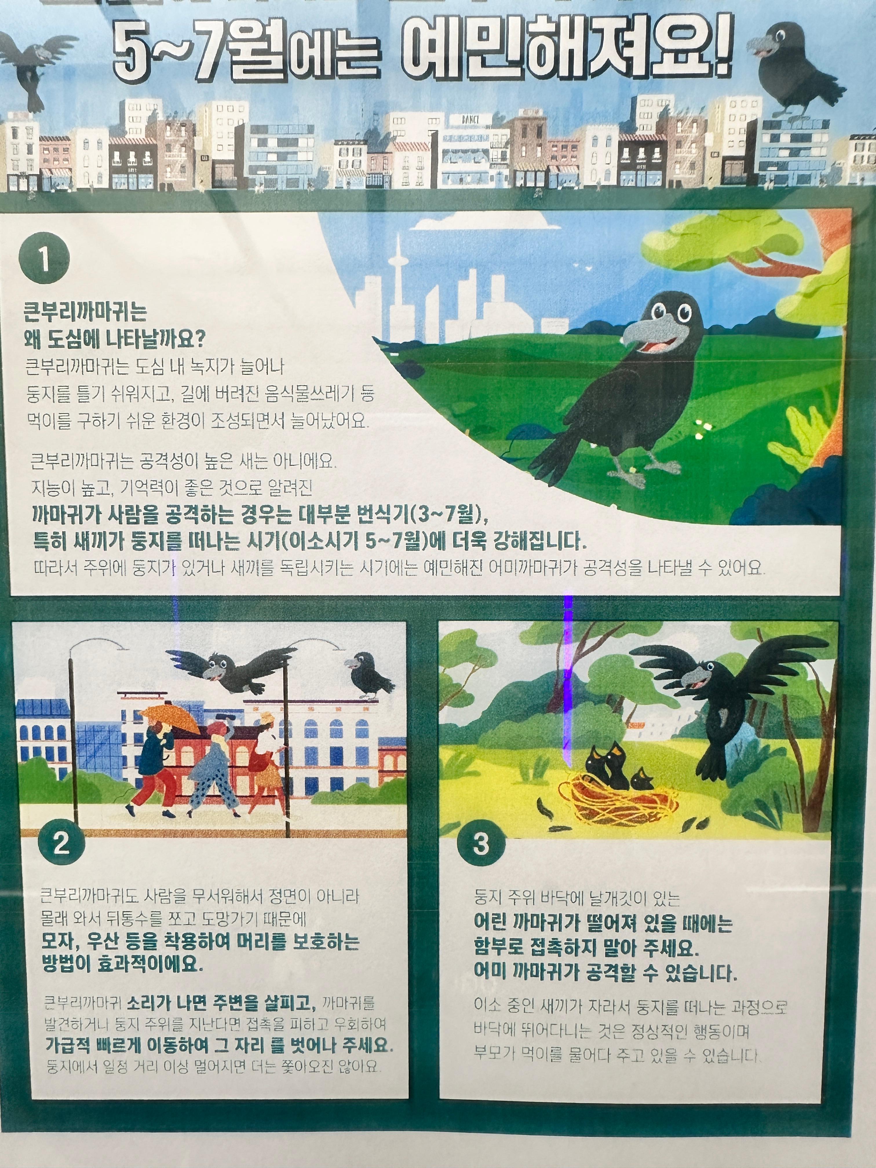 큰부리까마귀 공격 대처법