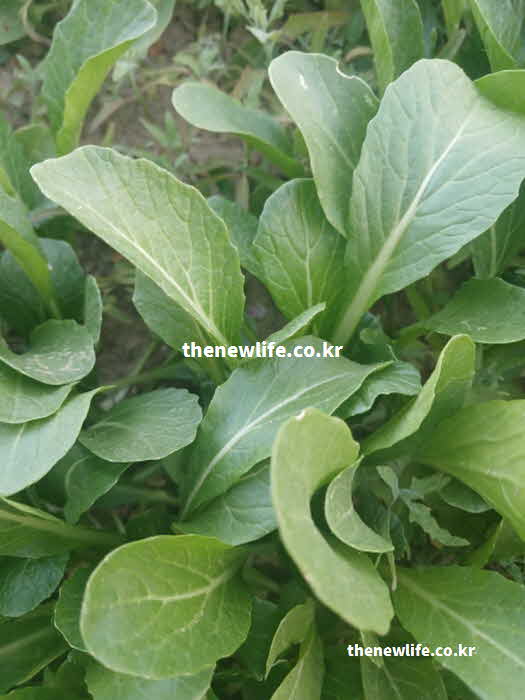 유채 나물 효능 부작용 위장 대장