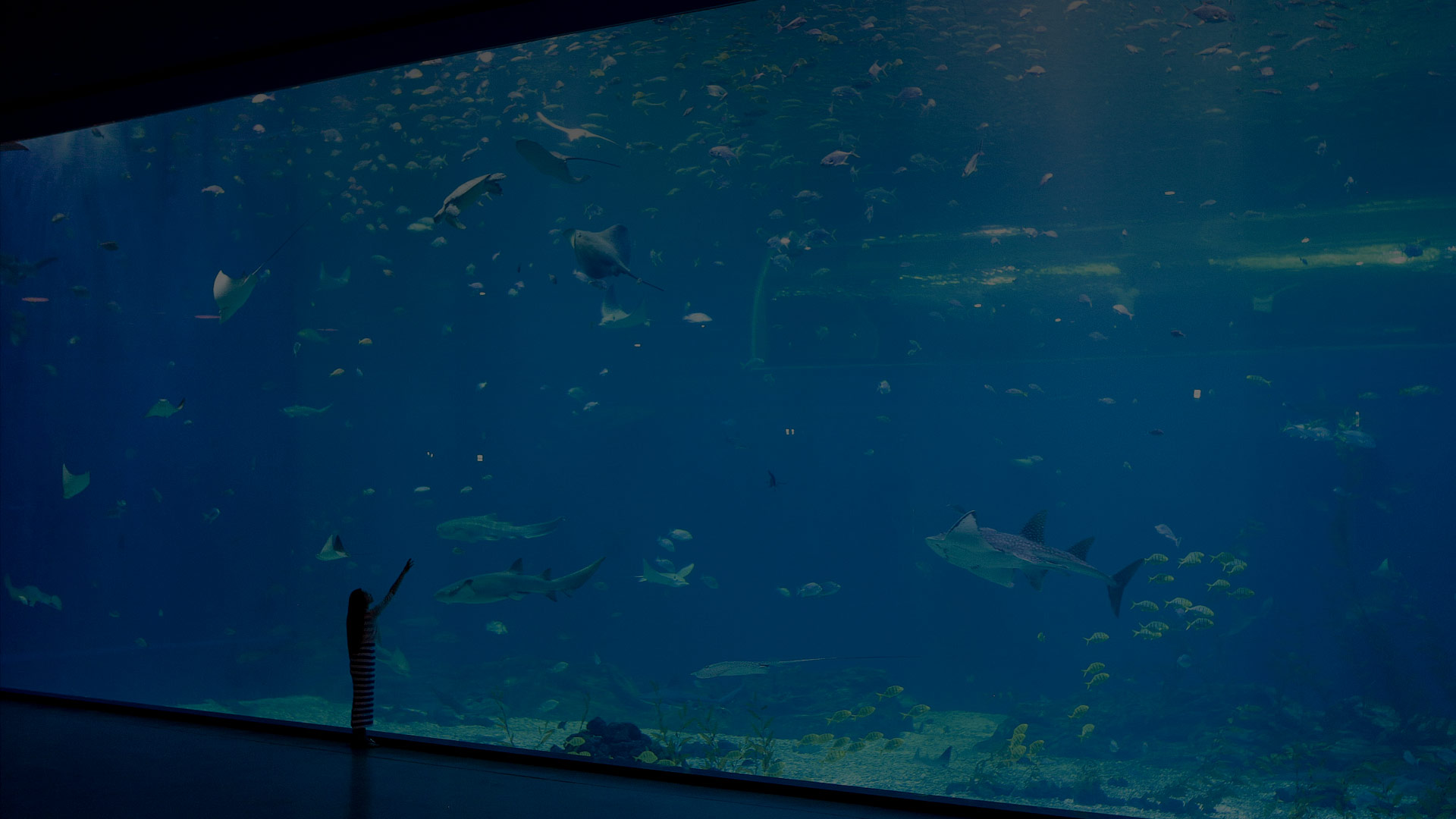 여수아쿠아플라넷