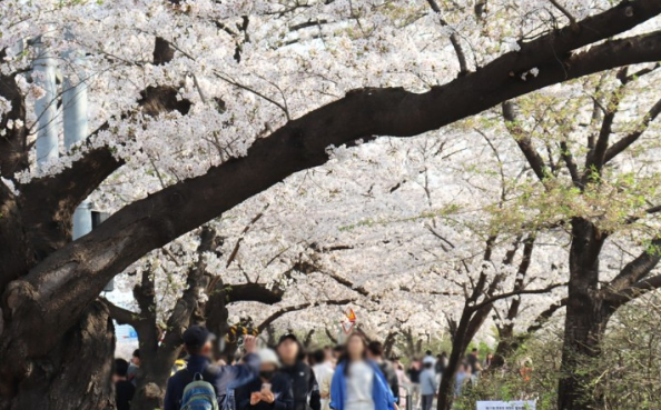 2024 여의도 벚꽃축제