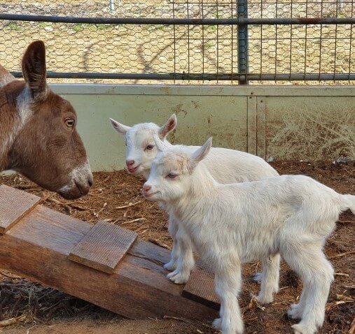 율봄식물원 딸기시즌&amp;#44; 체험하고 식물 동물까지! 식물원과 어우러지는 전원풍경 정원에서 이루어지는 계절 농촌체험입니다. 