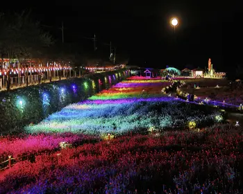 평창 백일홍 축제_30