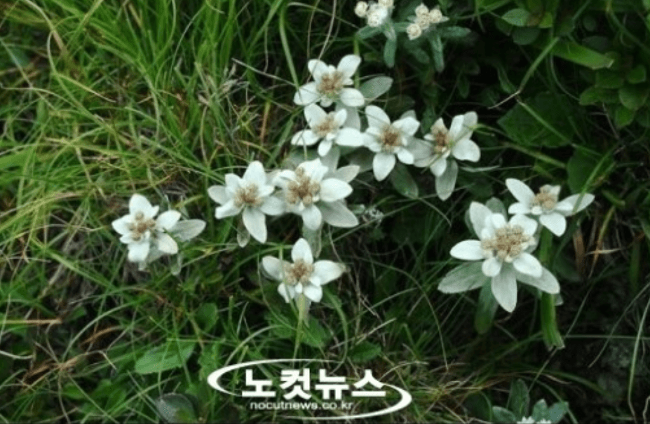 한라솜다리를 지키는 방법: 고산지대 서식지 관리로 시작하는 멸종위기 동식물 보전