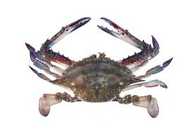 꽃게