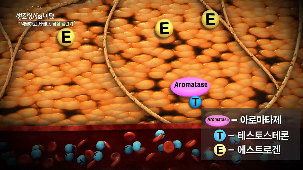 생로병사의 비밀 남성 갱년기