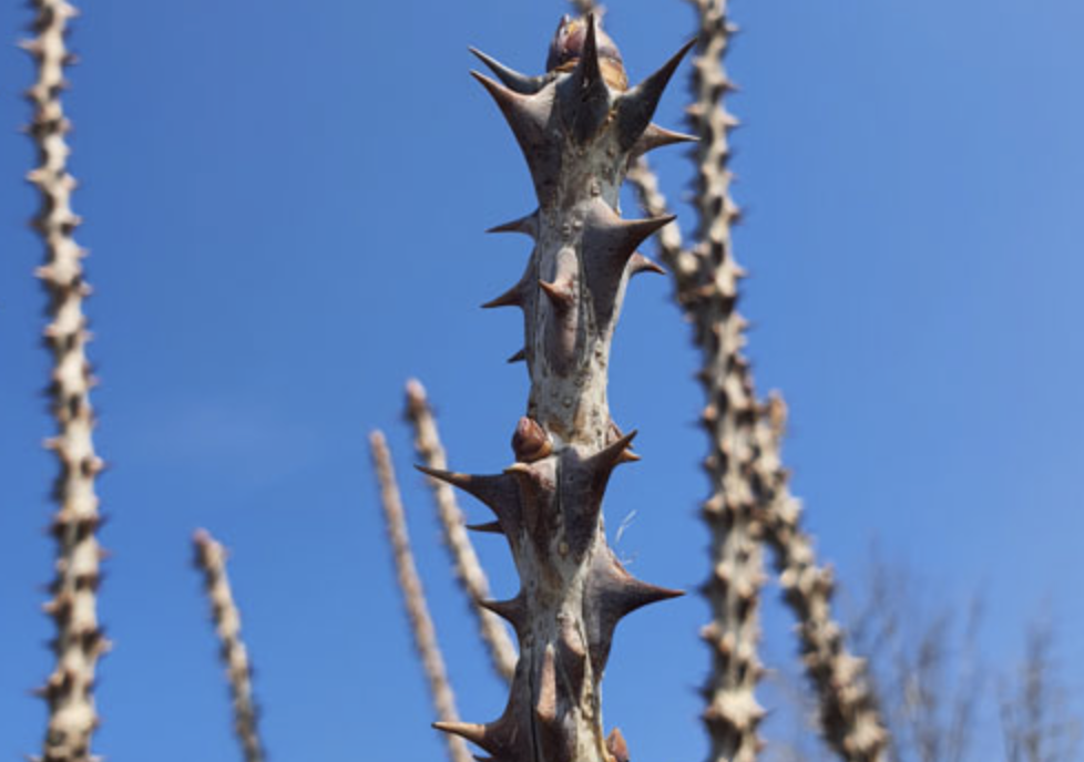 엄나무 보관방법