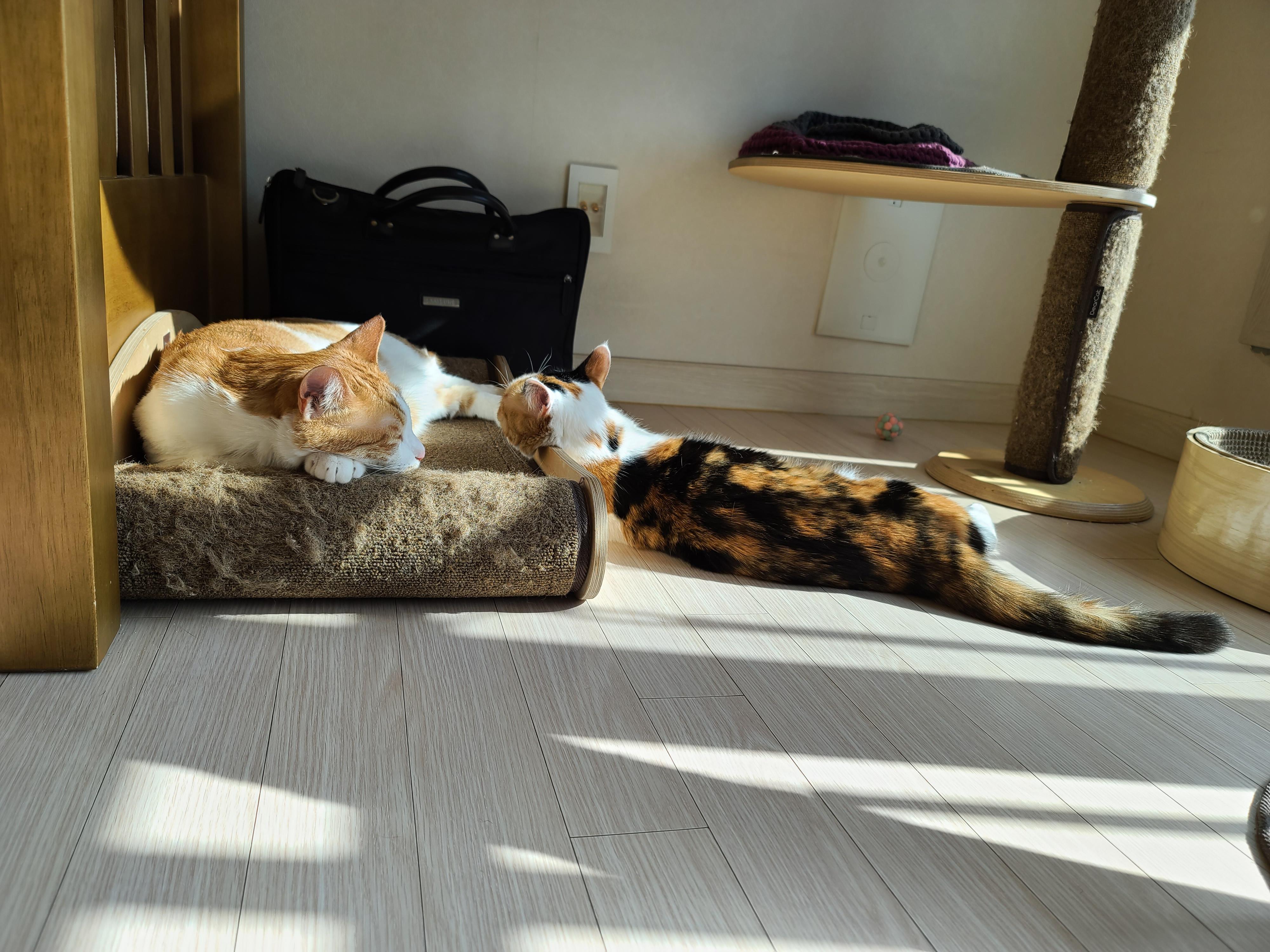 사이좋은 고양이들. 우리집 1호, 2호 공식 커플.