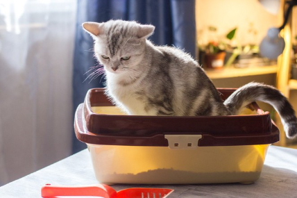 화장실에 들어가는 고양이.