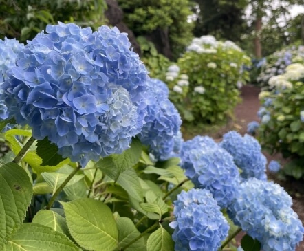 2024년 7월 여름 전국 수국 축제 일정