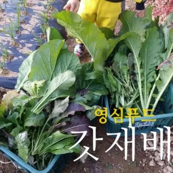 갓 재배 직파 재배 빠른 수확 잎 따기_11