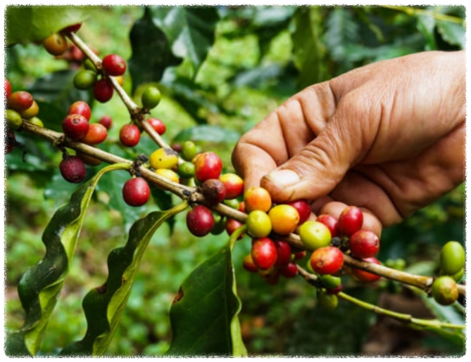 아라비카 vs 로부스타, 어떤 원두가 나에게 맞을까