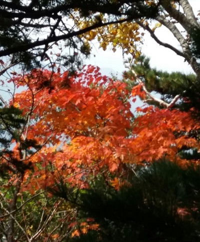 경상북도 추천 오토캠핑장 야영장 카라반 관광농원 자연휴양림 체험장 글램핑장 산장 펜션 테마파크 위치와 주소 정보