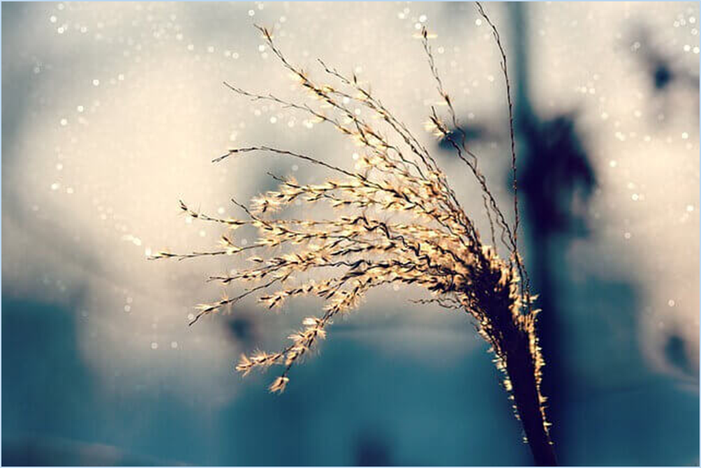 황매산-억새축제