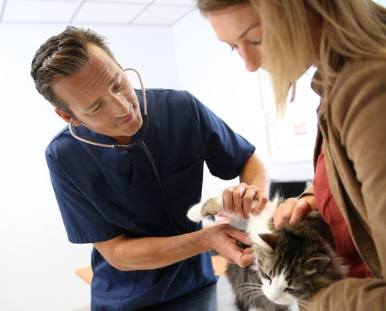 병원 내에서 남자 의사에 의한 고양이 진찰과 주인의 여자.