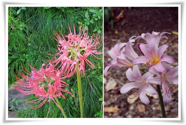 화초 "꽃무릇" 잎 없는 꽃, 가을 정원의 매혹적인 붉은 여왕!