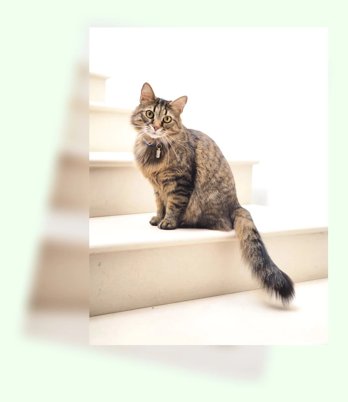 고양이 모래_1_subsection