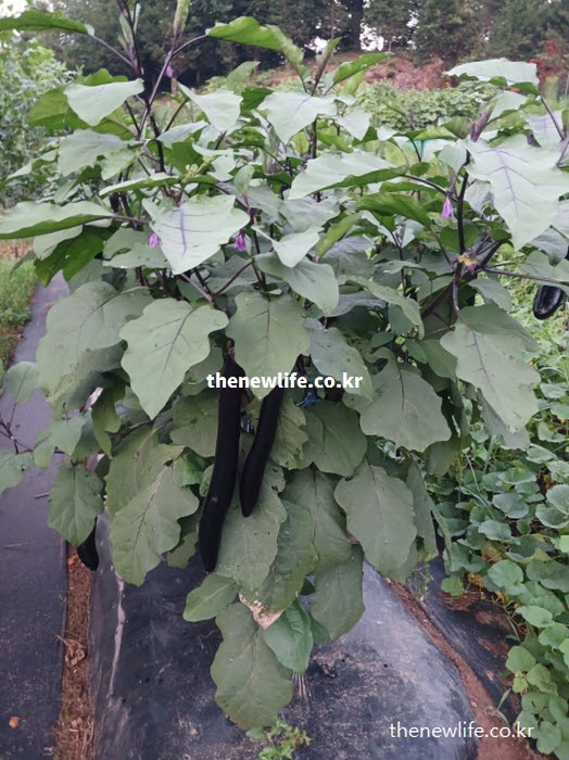 수분 함량이 높아 부종 완화에 좋은 가지 사진