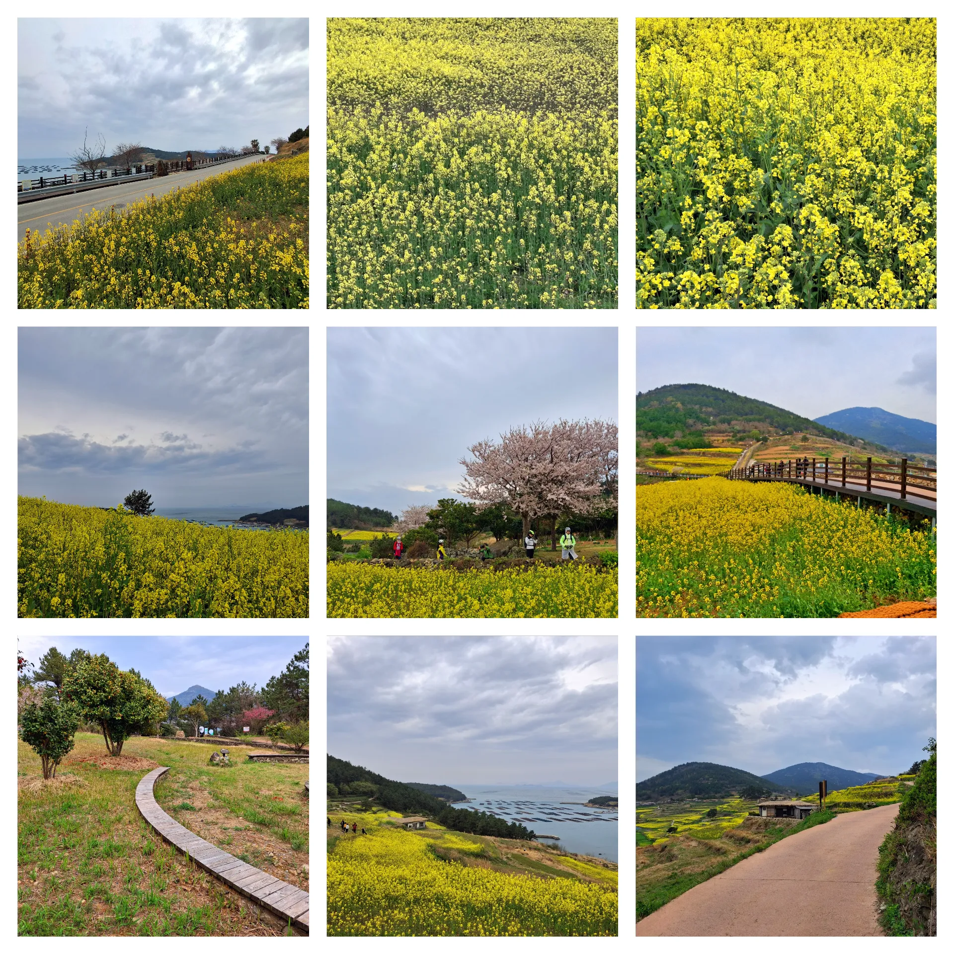 봄 청산도