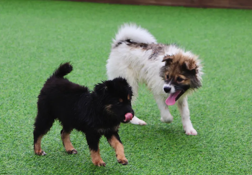 반려견 유치원 계약서