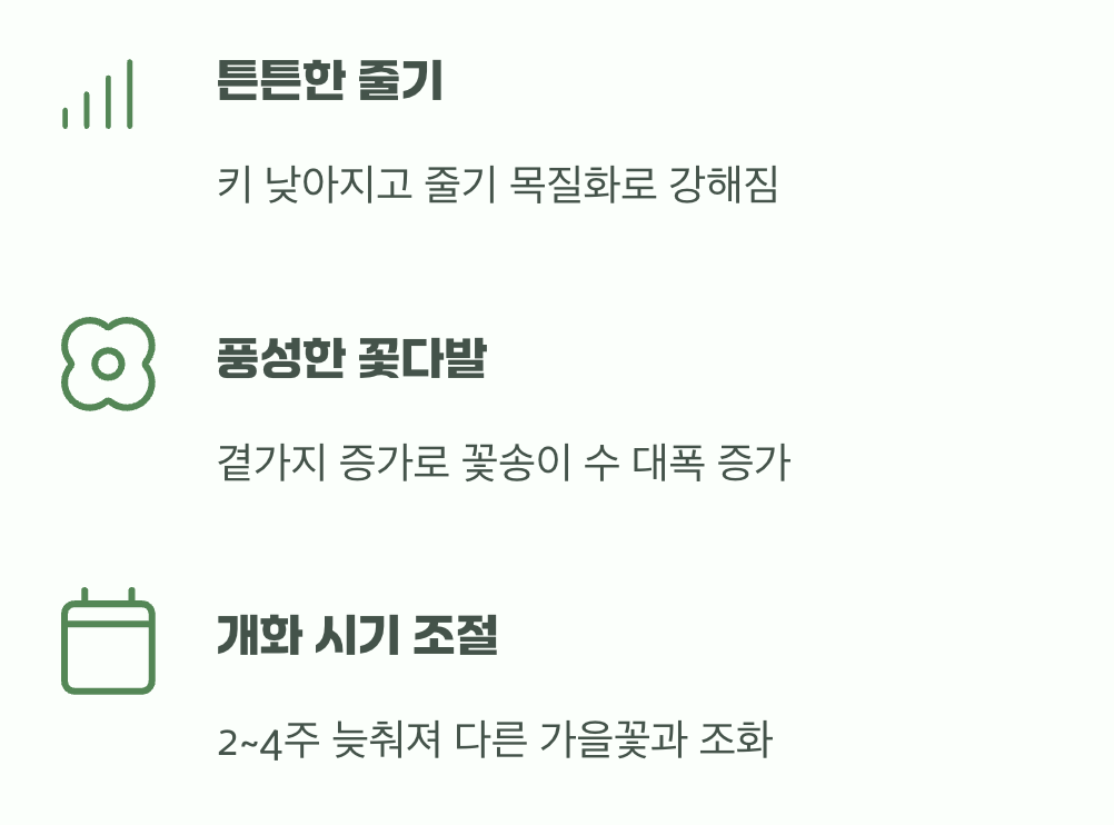 '첼시 촙'의 세 가지 놀라운 효과