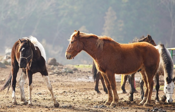 제주도-배편-예약