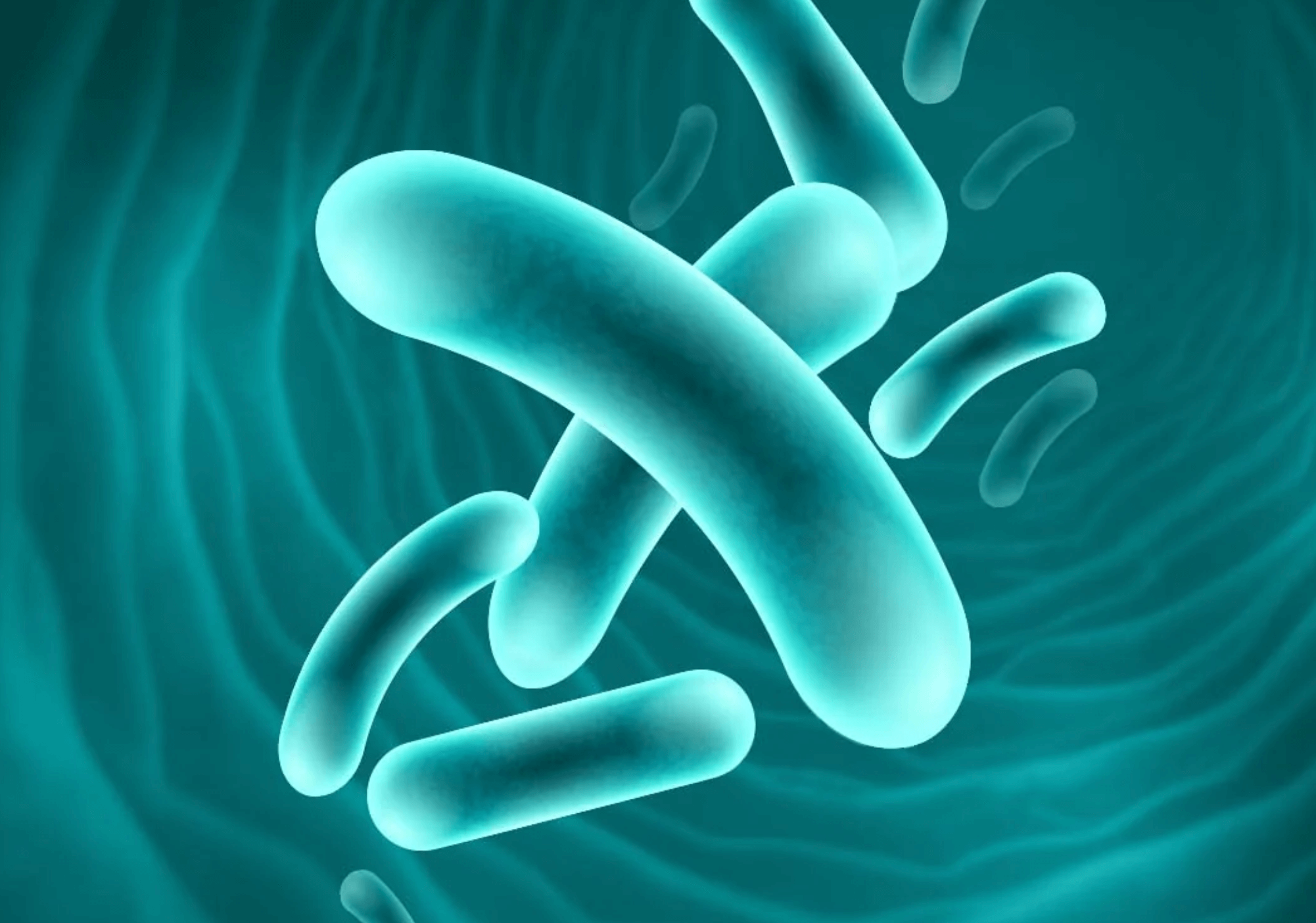 다이어트 유산균 추천