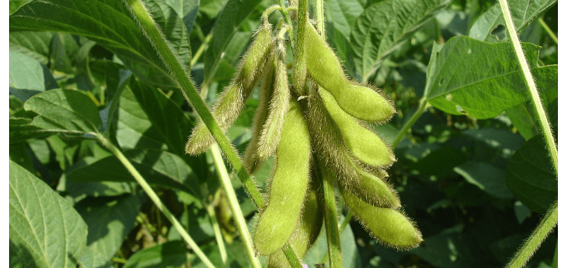 레시틴이 많은 음식 사진2