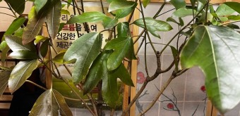 황칠나무 효능 7가지와 부작용 및 먹는 법