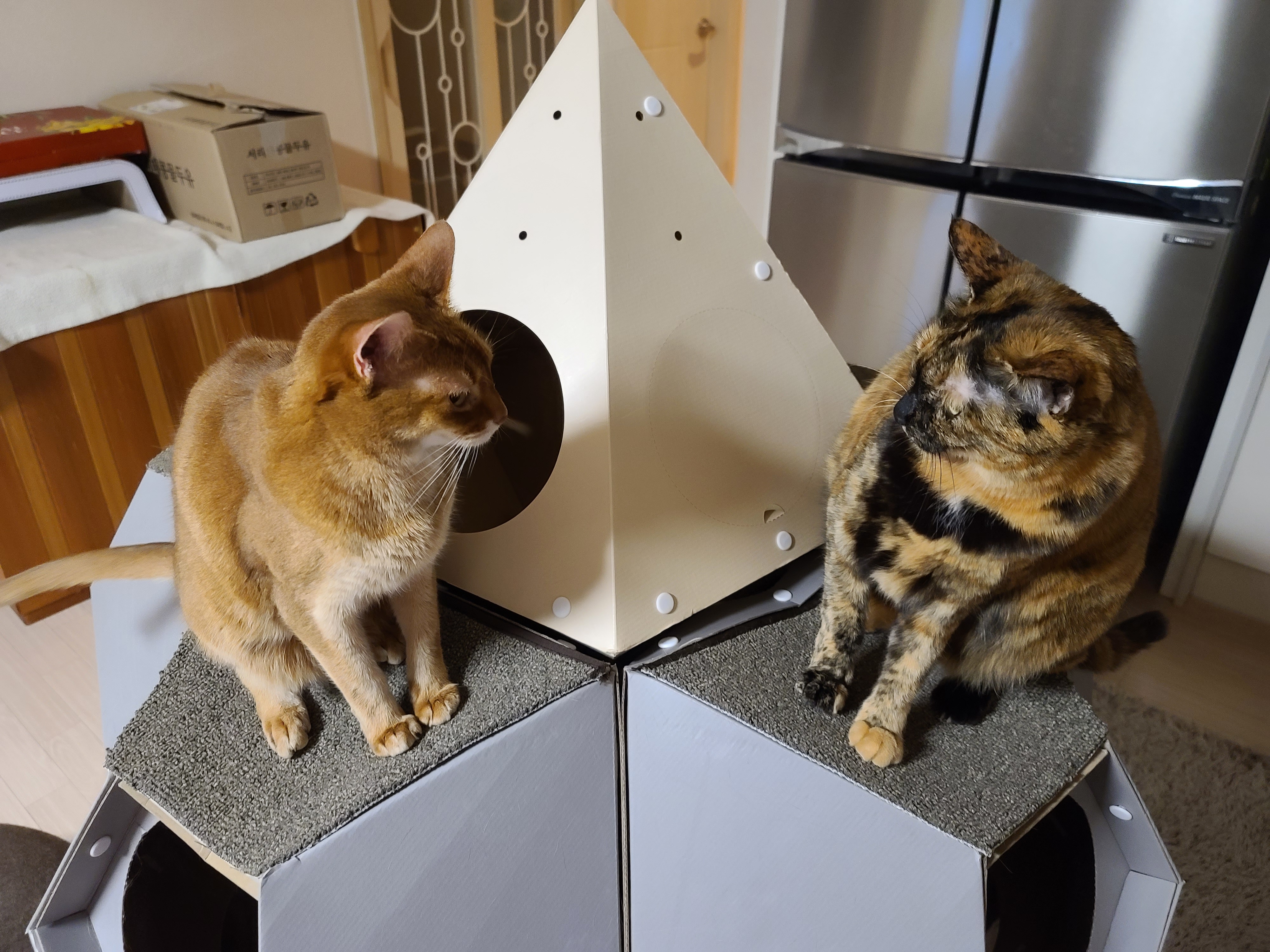 며칠전 건이가 작업하던 박스의 현재모습. 고양이 박스뜯기.